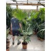 Livistona chinensis 130 cm