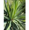 Yucca gloriosa lone star 180 cm