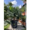 Yucca gloriosa lone star 180 cm
