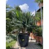 Yucca gloriosa lone star 180 cm