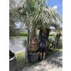 Butia capitata 280 cm