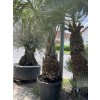 Butia capitata 280 cm