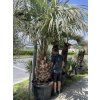 Butia capitata 280 cm