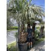 Butia capitata 280 cm