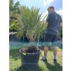 Rhapidophyllum hystrix, mrazuvzdorná palma, 120 cm+