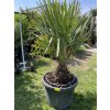 Rhapidophyllum hystrix, mrazuvzdorná palma, 120 cm+