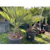 Trithrinax campestris 100 cm