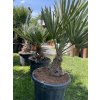 Trithrinax campestris 100 cm