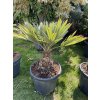 Trithrinax campestris 100 cm