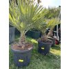 Trithrinax campestris 100 cm