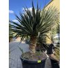 Yucca gloriosa na kmínku Výška 170