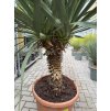Yucca gloriosa na kmínku Výška 170