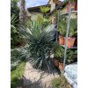 Yucca gloriosa, juka, Výška 150 cm+