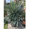 Yucca gloriosa, juka, Výška 150 cm+