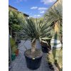 Yucca gloriosa na kmínku Výška 170