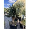 Yucca gloriosa na kmínku Výška 170