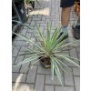 Yucca gloriosa variegata 40 cm.