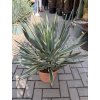 Yucca gloriosa variegata 60 cm.