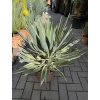 Yucca gloriosa variegata 70 cm.