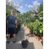 Citrus Kumquat 160 cm
