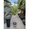 Citrus Kumquat 160 cm