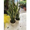 Sansevieria trifasciata, tchynin jazyk. 55 cm