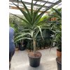 Aloe stromová, bainesii 180 cm