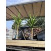 Aloe stromová, bainesii 180 cm
