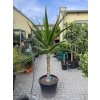 Aloe stromová, bainesii 180 cm