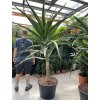 Aloe stromová, bainesii 180 cm