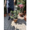 Pistacia lentiscus 40 cm