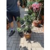 Pistacia lentiscus 40 cm
