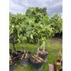 Ficus carica 250 cm