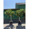 Ficus carica 240 cm