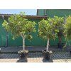 Ficus carica 240 cm