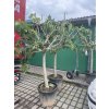 Ficus carica 250 cm