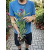 Oleander 30 cm