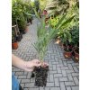 Oleander 30 cm