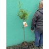 Mandloň obecná, PRUNUS dulcis. 140 cm