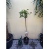 Mandloň obecná, PRUNUS dulcis. 140 cm