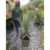 Yucca gloriosa, juka, Výška 100 cm+
