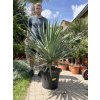 Yucca gloriosa, juka, Výška 100 cm+