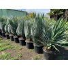 Yucca gloriosa, juka, Výška 100 cm+
