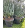 Yucca gloriosa, juka, Výška 100 cm+