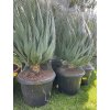 Yucca gloriosa, juka, Výška 110 cm+