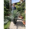 Yucca gloriosa, juka, Výška 100 cm+