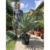 Yucca gloriosa, juka, Výška 110 cm+