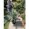 Yucca gloriosa, juka, Výška 100 cm+