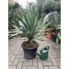 Yucca gloriosa, juka, Výška 100 cm+