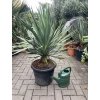 Yucca gloriosa, juka, Výška 110 cm+